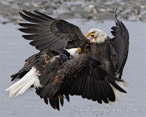 Bald Eagles Attack In The Air Shetzers Photography