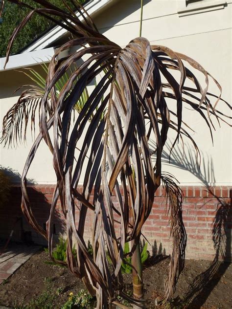 My King Palm In San Jose California Is It Dying Discussing Palm