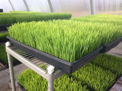 Keep weeds under control during the cat grass growing season. How to grow wheatgrass at home | Growing wheat, Growing ...