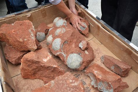 Real Life Jurassic Park In China Dozens Of Well Preserved Dinosaur Eggs From 130 Million Years