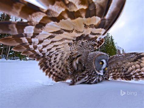 A Great Gray Owl On The Hunt November 2015 Bing Wallpaper