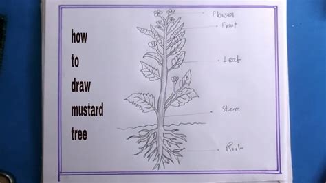 How To Draw Mustard Tree Step By Step Youtube