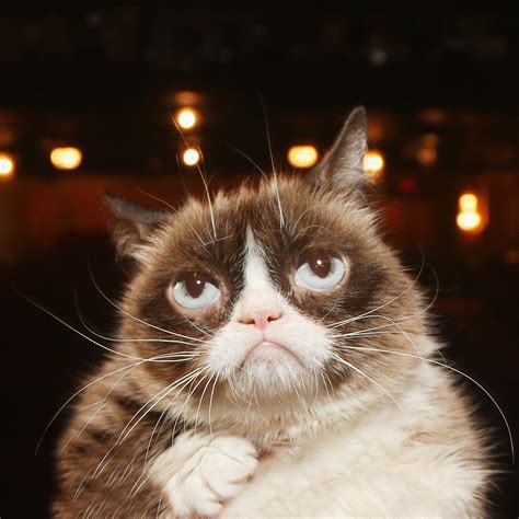 Grumpy Cat Thank You Meme