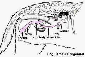 A K Ü VETERİNER FAKÜLTESİ ANATOMİ A D Organa Genitalia Feminina ve