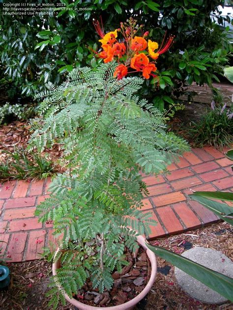 Full Size Picture Of Pride Of Barbados Red Bird Of Paradise Dwarf