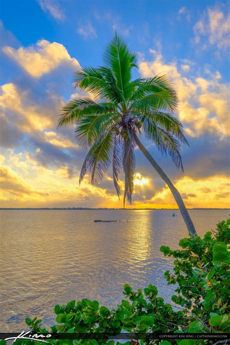 Coconut Palm Tree Over Indian River Jensen Beach Florida Sunrise Palm