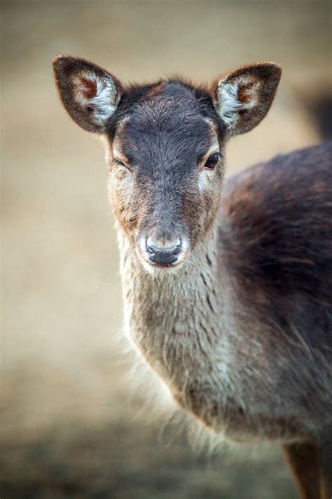 Winking Deer Stock Image Image Of Animal Winking Closeup 19905893