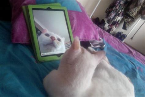 incredible jaw dropping photos of what might be the world s first cat selfie via buzzfeed