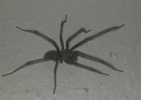 Wie lange überleben spinnen in der wohnung? Was ist das für eine rießen Spinne in der Wohnung?