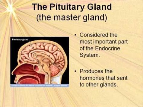 62 best images about Nursing (Endocrine System) on Pinterest | Pineal