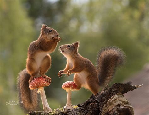 Why Do Squirrels Eat Mushrooms Dowta