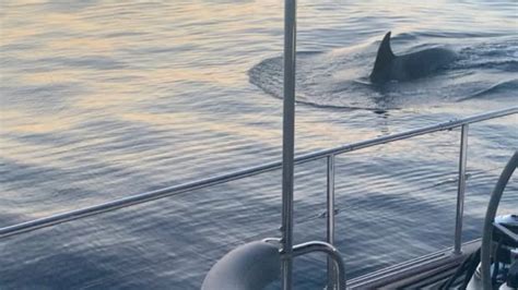 orcas are ramming boats off the spanish coast puzzling experts cbc news