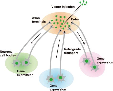 Vectors For Highly Efficient And Neuron Specific Retrograde Gene