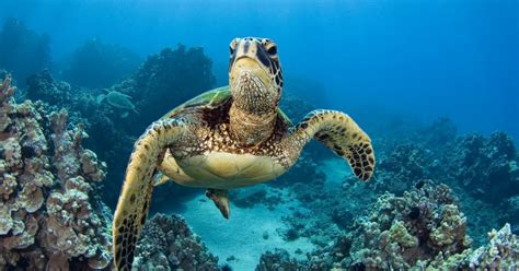 Sea Turtle Survey Shows The Endangered Animals Are Making A Comeback