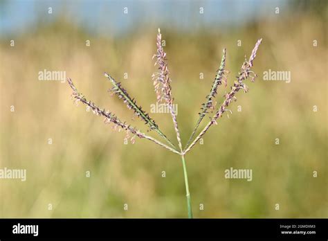 Bermuda Grass Cynodon Dactylon Stock Photo Alamy