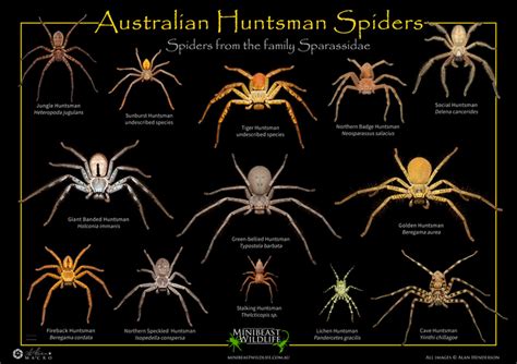 Huntsman Spiders Minibeast Wildlife