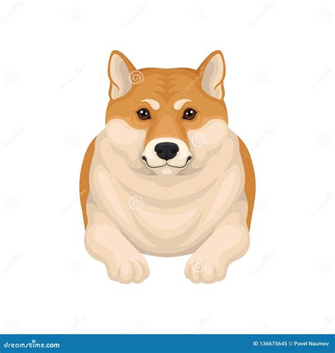 Detailed Flat Vector Portrait Of Adorable Shiba Inu Lying On The Floor