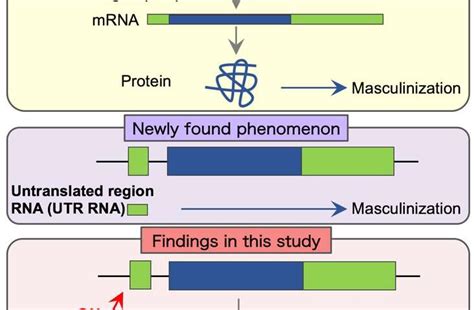 Discovery Of Long Chain Non Coding Rnas Activating Sex Determination Genes