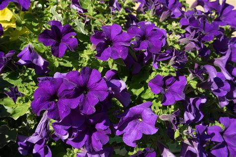 A stunning variety, moonlight bay petunia bears rich purple flowers ringed irregularly in an potunia varieties are said to need less water than other petunias. Popular Purple Petunia Cultivars - Growing Petunias That ...