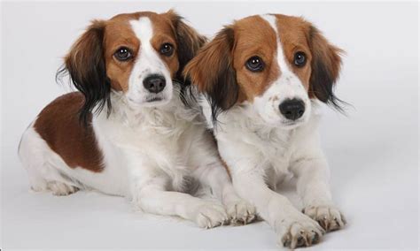 Kooikerhondje aus kontrollierten zuchtstätten aus ganz deutschland. Kooikerhondje of Placid Roses - Kooikerhondje Welpen vom ...