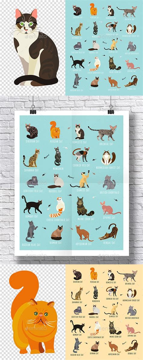 Cat Breeds Poster In English By Moloko1988 Graphicriver