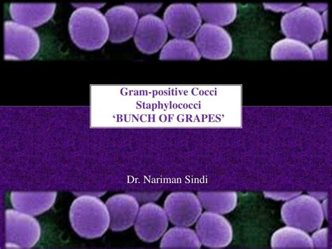 Ppt Gram Positive Cocci Staphylococci ‘bunch Of Grapes Powerpoint Presentation Id2159520