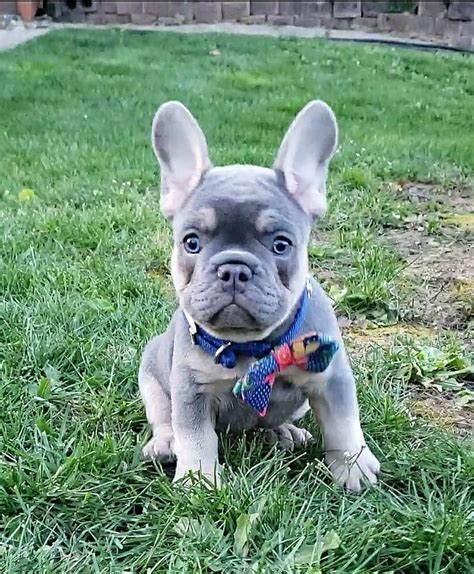 37 French Bulldog For Sale Tx Pic Bleumoonproductions
