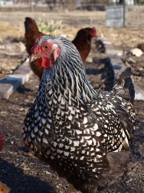 Silver Lace Wyandotte Chickens Farm Animal Paintings Wyandotte