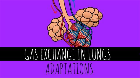 Gas Exchange In Lungs Adaptations Gcse Biology Youtube