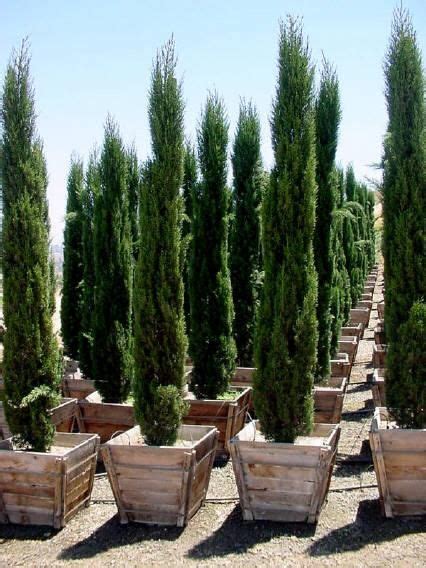 Cupressus Sempervirens Italian Cypress Potted Trees Patio Tuscan