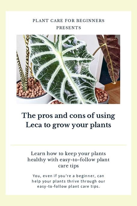 Shop For Your The Pros And Cons Of Using Leca To Grow Your Plants