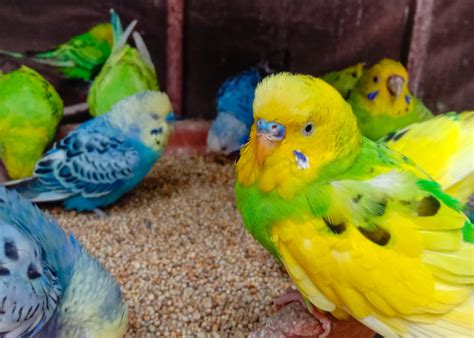 Budgerigars Everything You Need To Know
