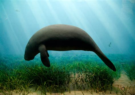 Any sirenian mammal of the genus trichechus, occurring in tropical coastal waters of. Manatee's Endangered Status Up For Review; May Affect ...