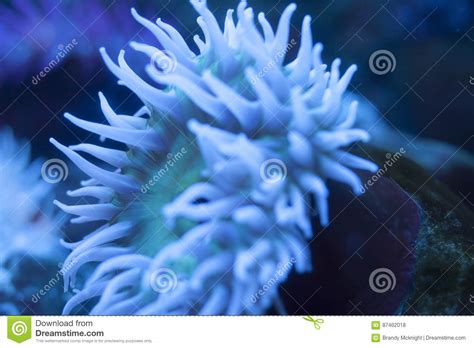 Sea Anemone Stock Photo Image Of Aquatic Diving Deep 87462018