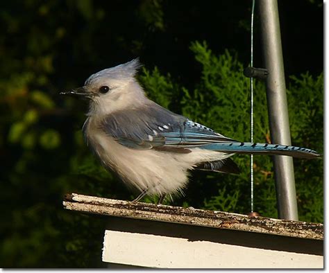 Backyard Bird Cam Leucistic Blue Jay