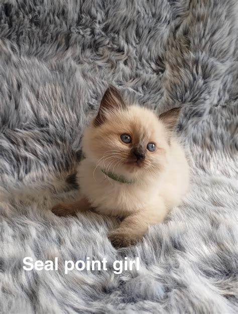 Purebred Ragdoll Kittens PetsForHomes