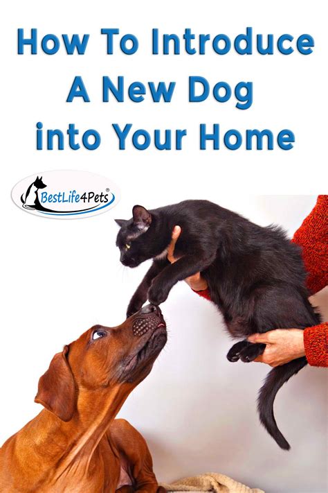 Introducing A New Dog To Your Home And Your Other Pet Introducing A