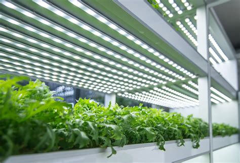 Best flowers to grow indoors uk. 5 Best LED Grow Lights For Indoor Plants | Horticulture.co.uk