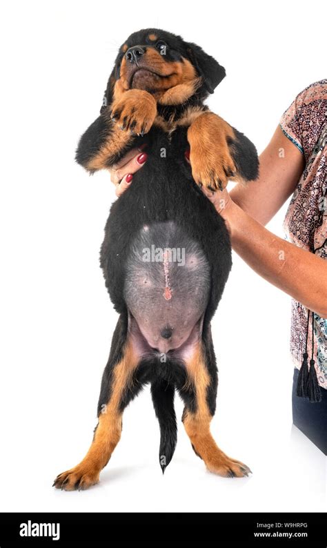 How To Fix Umbilical Hernia Puppy Shih Tzu Dog