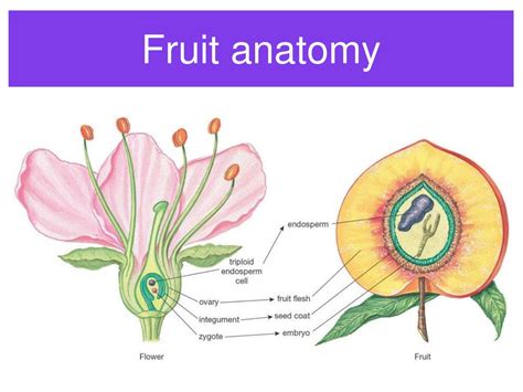 Ppt Fruits And Seeds Powerpoint Presentation Free Download Id1277636