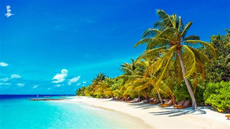 Enjoy These Free Zoom Backgrounds From Lily Beach Dusit Maldives Resort