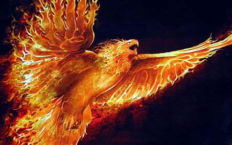Real Phoenix Bird A Greek Mythical Creature Petsnurturing