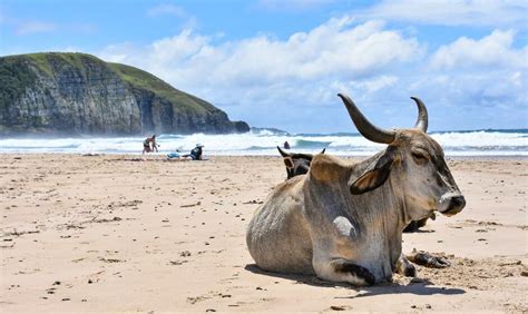 Incredible South African Beach And Wild Best Of South Africa Travel