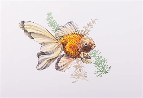 Goldfish Watercolor Goldfish Watercolor Gold Fish Painting Fish