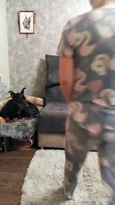 Confused Doggy Makes Her Presence Felt Video Dailymotion