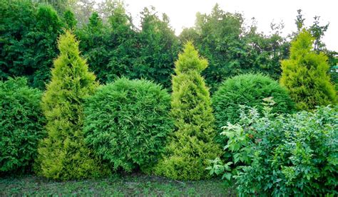 10 Fastest Growing Trees For Your Garden Uk