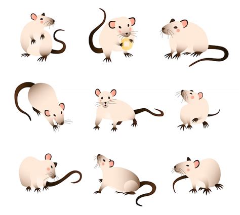 Rats Collection Of Cartoon Differed Colors Rats In Various Poses And