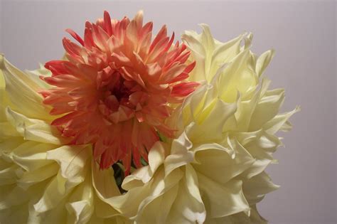 Order flowers from pearsons florist. Val's Bien: Jim Holt & Jim Lagrone Fundraiser