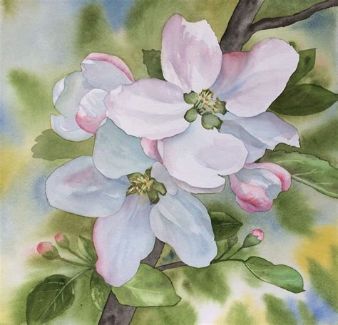 Watercolor Apple Blossoms Flower Paintings Artist Originals