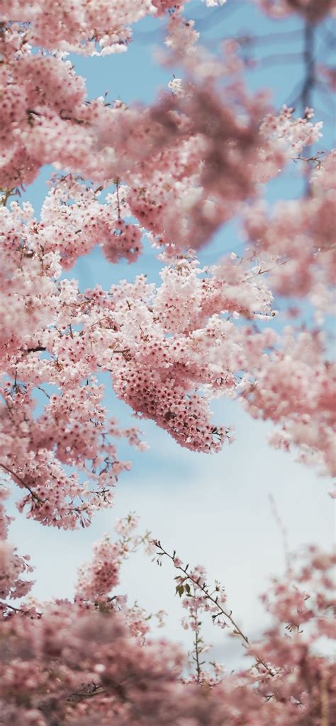 Anime Cherry Blossoms Cave Iphone Wallpapers Free Download